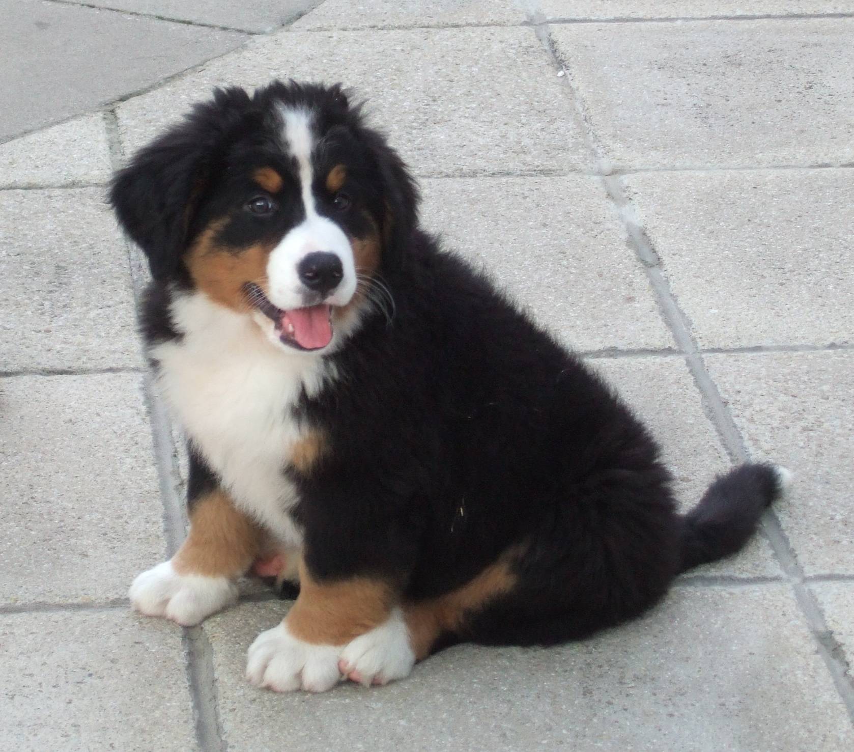 Bernese best sale husky puppies